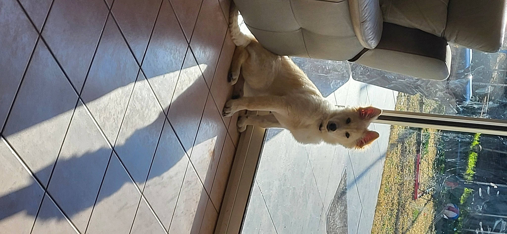 Uska participe au concours pour gagner de l'argent avec cette photo : automotive_tire, bicycle_part, bicycle_tire, carnivore, cockatoo, fawn, felidae, fur, mammal, rim, small_to_medium_sized_cats, snapshot, snout, spoke, tail, twig, vertebrate, whiskers, window, wood