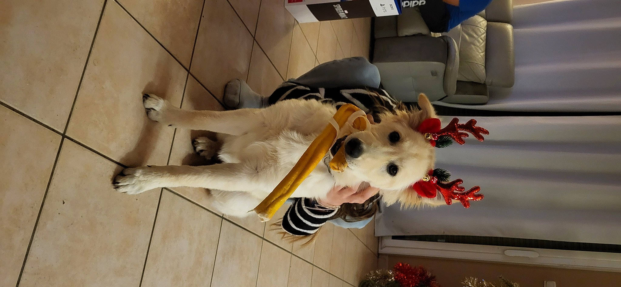 Uska a rejoint le concours — aidez-le/la à gagner de superbes lots ! canidae, carmine, carnivore, comfort, companion_dog, costume, couch, dog, dog_breed, fawn, felidae, flooring, fur, plush, snout, sporting_group, stuffed_toy, tail, toy, wood