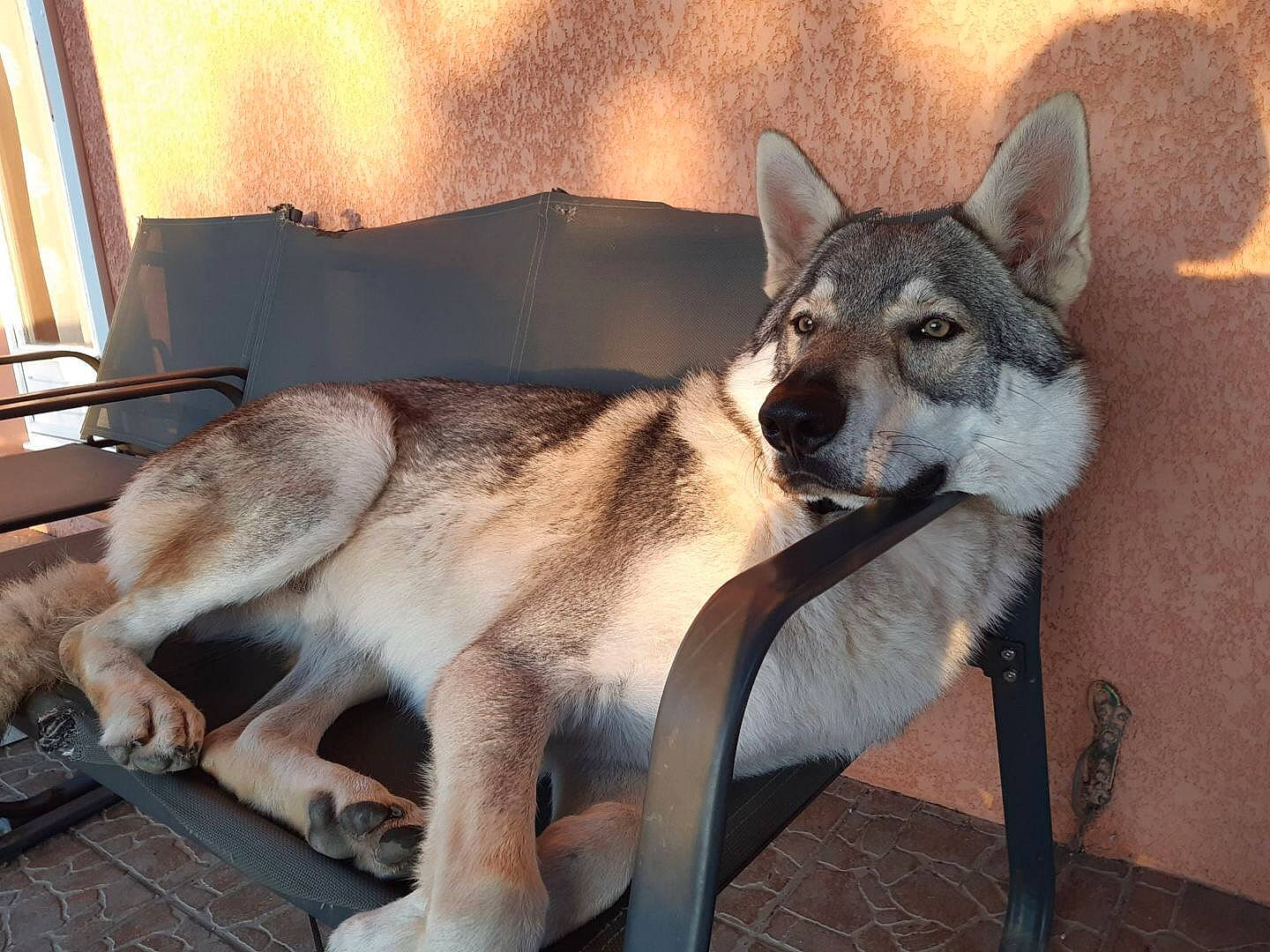 Sven a rejoint le concours — aidez-le/la à gagner de superbes lots ! canidae, canis, carnivore, companion_dog, dog, dog_breed, fawn, fur, grey, picture_frame, sitting, sled_dog, snout, sporting_group, tail, terrestrial_animal, whiskers, wolf, working_animal, working_dog