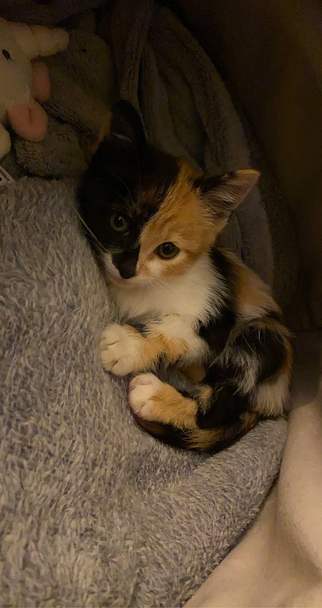 Chouquette participe au concours pour gagner de l'argent avec cette photo : box, carnivore, cat, claw, comfort, domestic_short_haired_cat, fawn, felidae, flooring, foot, fur, hardwood, lap, nail, paw, small_to_medium_sized_cats, snout, tail, whiskers, wood