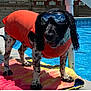 dog, orange_life_jacket, goggles, pool, towel, outdoor, water, sunny, pet, black_and_white_spots, canine, summer, reflection, swimming_pool, animal, summer_fun, sunshine, water_safety, backyard, daytime
