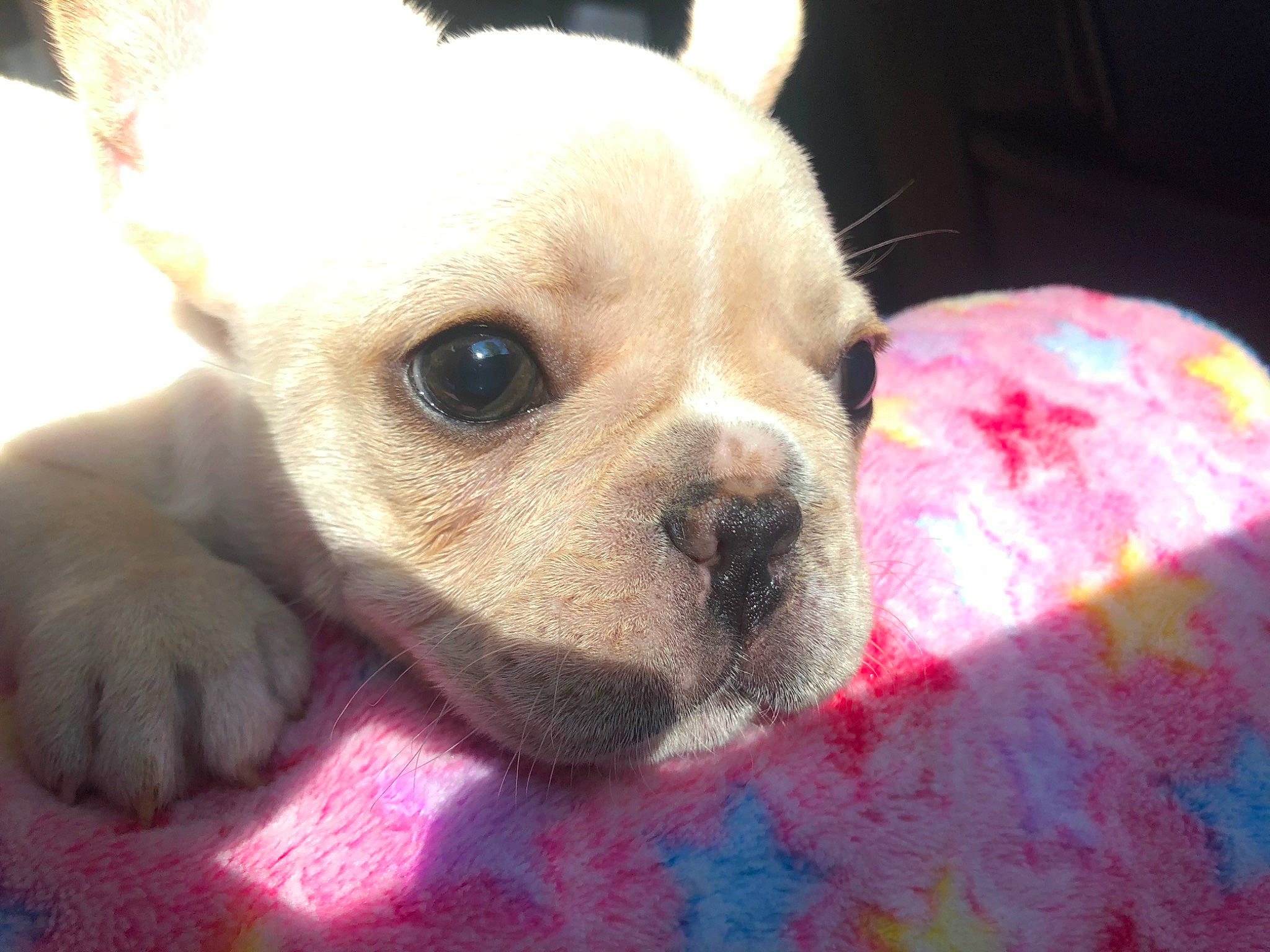 Izzy joined the competition — help win amazing prizes! australian_bulldog, boston_terrier, bulldog, canidae, carnivore, companion_dog, dog, dog_breed, fawn, french_bulldog, mammal, non_sporting_group, nose, puppy, puppy_love, rare_breed_dog, skin, snout, toy_bulldog, vertebrate