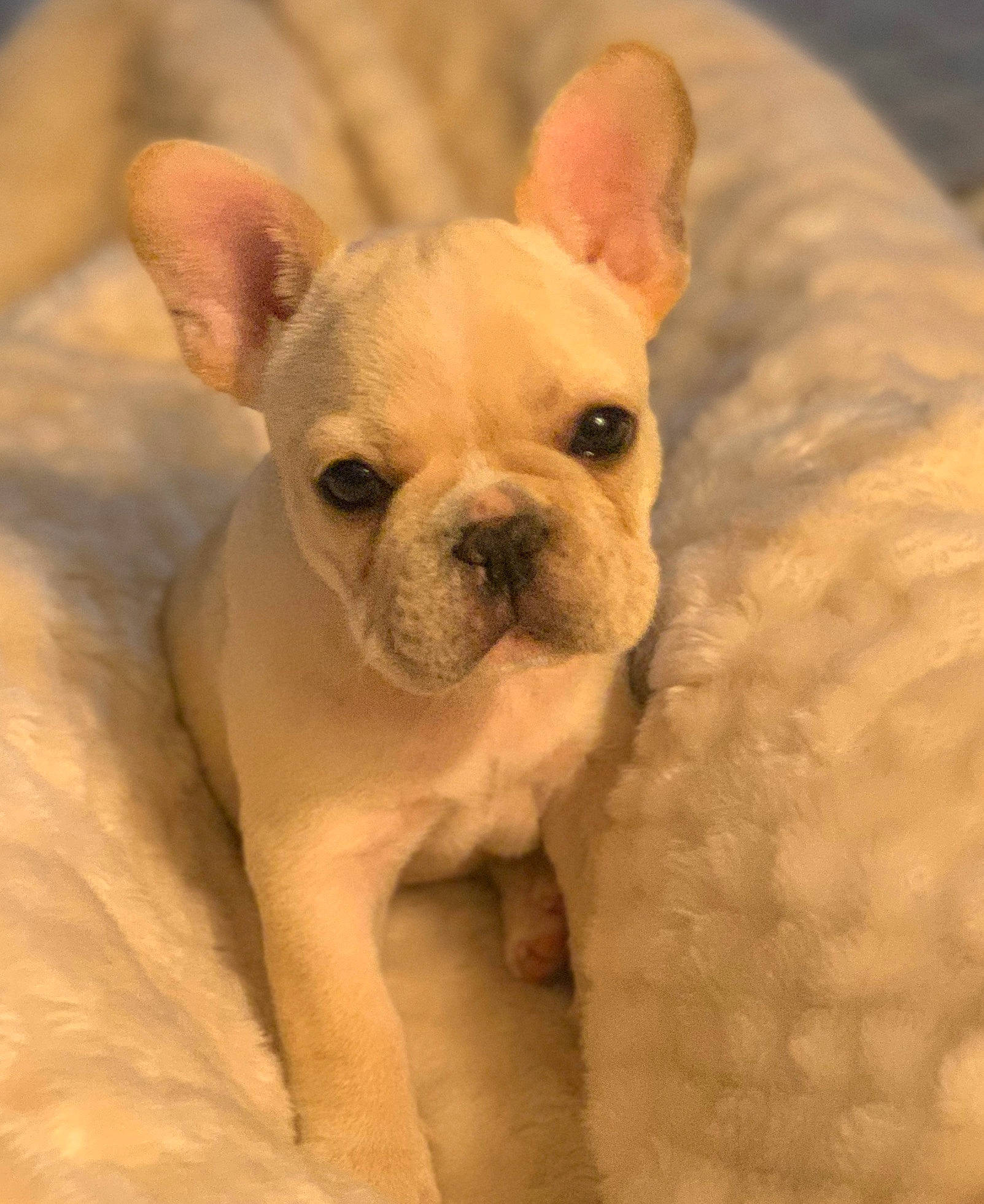 Izzy is registered to the contest to win money with this photo: ancient_dog_breeds, bulldog, canidae, carnivore, companion_dog, dog, dog_breed, fawn, french_bulldog, mammal, non_sporting_group, nose, puppy, puppy_love, rare_breed_dog, skin, snout, sporting_group, toy_bulldog, vertebrate