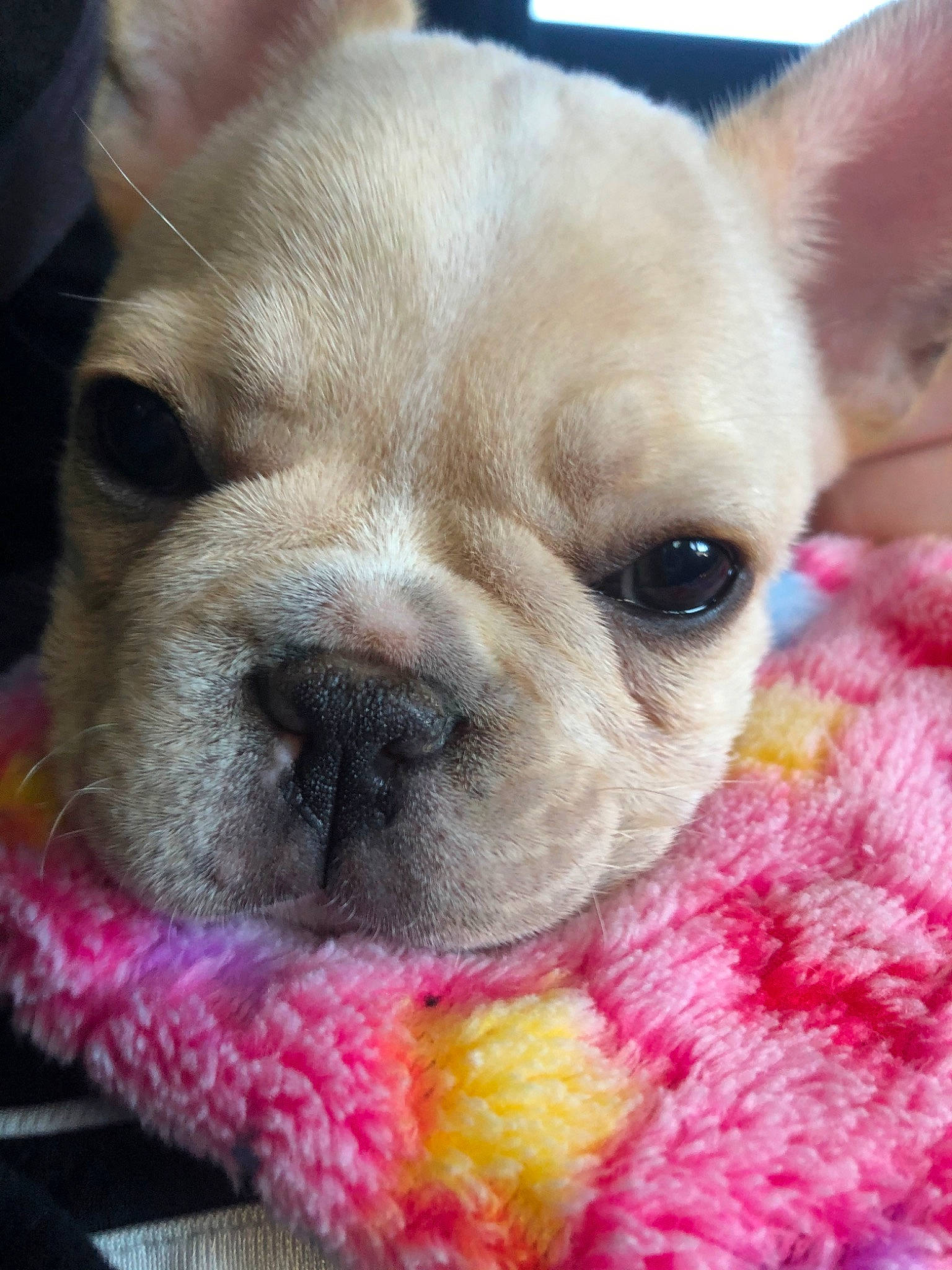Izzy is registered to the contest to win money with this photo: canidae, carnivore, companion_dog, dog, dog_breed, ear, eye, fawn, french_bulldog, mammal, non_sporting_group, nose, pink, puppy, puppy_love, snout, sporting_group, toy_bulldog, vertebrate, whiskers