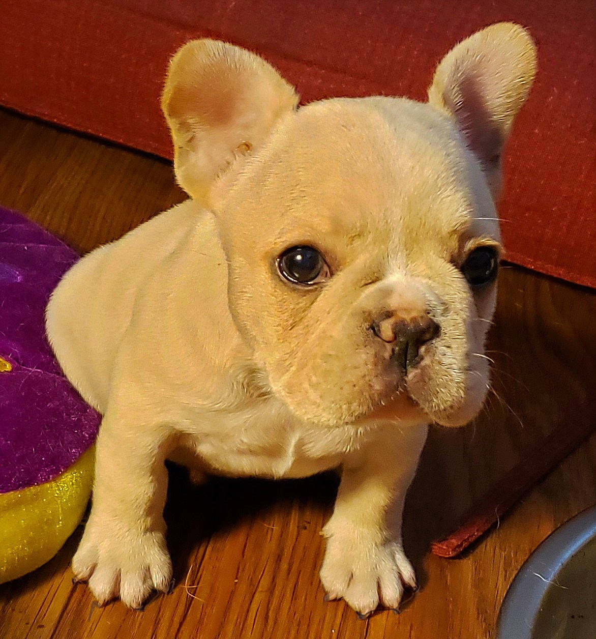 Izzy joined the competition — help win amazing prizes! australian_bulldog, bulldog, canidae, carnivore, companion_dog, dog, dog_breed, fawn, french_bulldog, mammal, non_sporting_group, nose, old_english_bulldog, puppy, puppy_love, skin, snout, toy_bulldog, vertebrate, white_english_bulldog