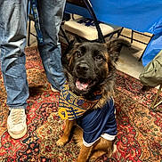 Scout joined the competition — help win amazing prizes! dog, pet, animal, indoor, carpet, rug, jeans, sneakers, bandana, blue_clothing, table, chair, floor, person_legs, smiling, canine, domestic_animal, fur, mouth_open, seated