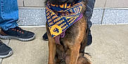 Scout is registered to the contest to win money with this photo: dog, bandana, sitting, concrete, footwear, pants, black_fur, brown_fur, pet, outdoor, human_legs, shoes, happy, tongue_out, sidewalk, casual_clothing, companion, animal, canine, portrait