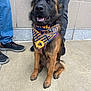 dog, bandana, sitting, concrete, footwear, pants, black_fur, brown_fur, pet, outdoor, human_legs, shoes, happy, tongue_out, sidewalk, casual_clothing, companion, animal, canine, portrait