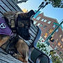 dog, bench, purple_harness, urban, building, sky, street_sign, flowers, leash, wood, sidewalk, daytime, pet, canine, outdoor, calm, resting, street_lamp, plant, architecture