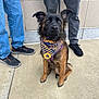 dog, bandana, sidewalk, person, shoes, pants, jeans, leash, outdoor, pet, brown, black, sitting, concrete, casual, footwear, wall, alert, companion, animal