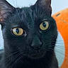 Salem joined the competition — help win amazing prizes! black_cat, cat, animal, pet, close_up, portrait, yellow_eyes, feline, whiskers, indoor, soft_light, plush_toy, orange, cute, curious, fur, head, ears, face, domestic_animal