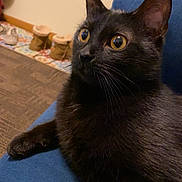 Salem is registered to the contest to win money with this photo: black_cat, cat, indoor, blue_couch, curious, wide_eyes, pet, feline, fur, whiskers, ears, floor, slippers, carpet, home, animal, mammal, resting, closeup, cozy