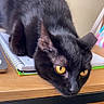 Salem joined the competition — help win amazing prizes! black_cat, cat, yellow_eyes, notebook, desk, wooden_table, indoor, pet, animal, feline, fur, curious, resting, close_up, home_office, paper, spiral_notebook, focused, domestic_cat, table