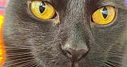 Salem joined the competition — help win amazing prizes! black_cat, close_up, cat_face, yellow_eyes, feline, whiskers, pet, animal, portrait, indoor, colorful_background, pattern, fur, cute, domestic_cat, vibrant, bright_colors, intense_gaze, close_shot, mystical