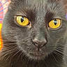 black_cat, close_up, cat_face, yellow_eyes, feline, whiskers, pet, animal, portrait, indoor, colorful_background, pattern, fur, cute, domestic_cat, vibrant, bright_colors, intense_gaze, close_shot, mystical