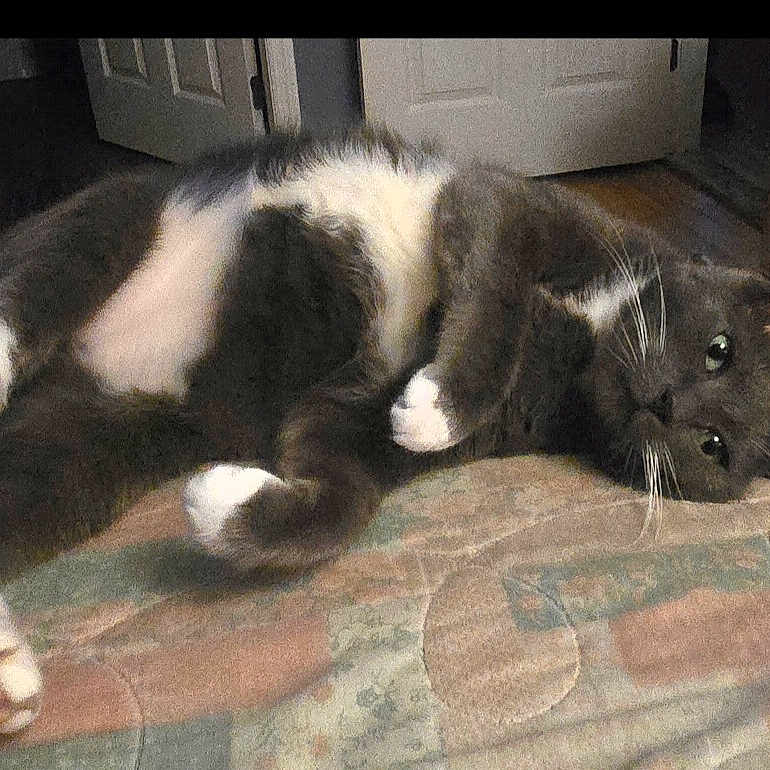 Mr.blue joined the competition — help win amazing prizes! animal, bedspread, cat, cozy, curious_look, domestic_cat, door, floor, furniture, gray_cat, home, indoor, lying_down, pet, relaxed, resting, soft_paws, whiskers, white_paws, wooden_furniture