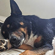 Kai joined the competition — help win amazing prizes! dog, sleeping, bed, paw, black_fur, brown_fur, white_fur, resting, indoors, close_up, canine, pet, relaxed, fur, animal, companion, cute, calm, peaceful, portrait