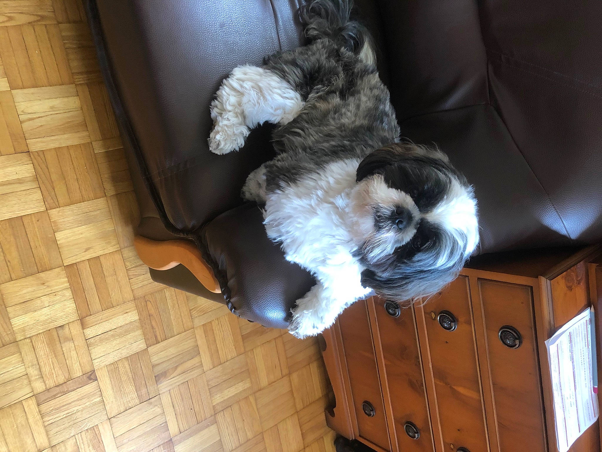 Ouzo a rejoint le concours — aidez-le/la à gagner de superbes lots ! canidae, carnivore, companion_dog, dog, dog_breed, shih_tzu, sporting_group, tail