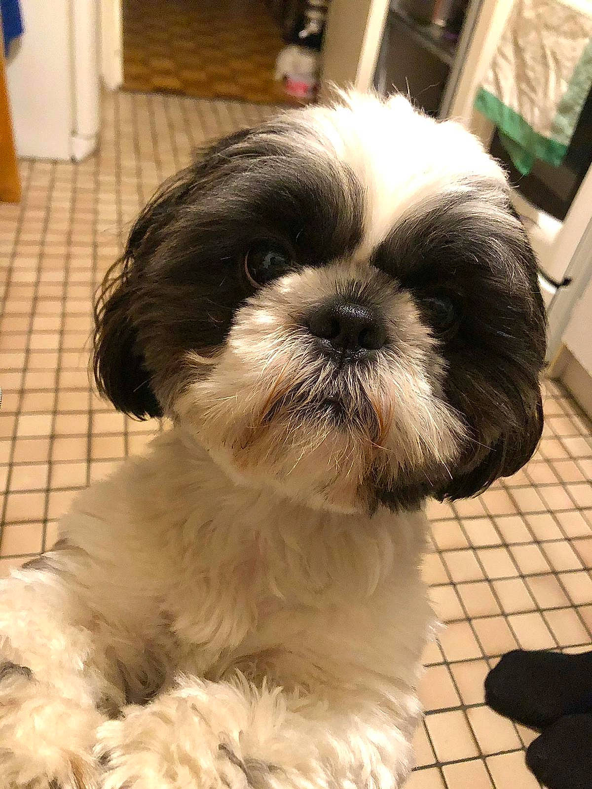 Ouzo participe au concours pour gagner de l'argent avec cette photo : canidae, carnivore, chinese_imperial_dog, companion_dog, dog, dog_breed, kyi_leo, lowchen, mal_shi, maltepoo, mammal, non_sporting_group, puppy, rare_breed_dog, shih_poo, shih_tzu, snout, sporting_group, toy_dog, vertebrate