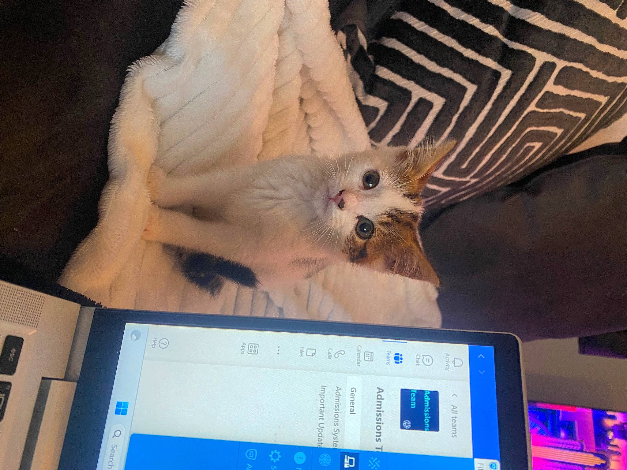 Bambi is registered to the contest to win money with this photo: carnivore, cat, communication_device, computer, display_device, fawn, feather, felidae, flat_panel_display, fur, gadget, multimedia, musical_instrument, netbook, personal_computer, portable_communications_device, small_to_medium_sized_cats, tablet_computer, tail, whiskers