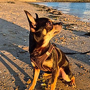 Uno participe au concours pour gagner de l'argent avec cette photo : dog, chihuahua, beach, sand, sunlight, water, sky, building, outdoor, pet, animal, small_dog, leash, sunset, shadow, nature, daytime, ears, canine, calm