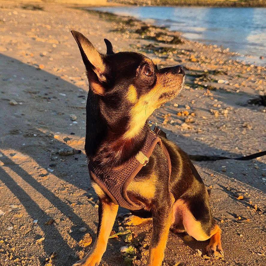 Uno participe au concours pour gagner de l'argent avec cette photo : dog, chihuahua, beach, sand, sunlight, water, sky, building, outdoor, pet, animal, small_dog, leash, sunset, shadow, nature, daytime, ears, canine, calm
