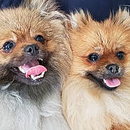Vick participe au concours pour gagner de l'argent avec cette photo : dog, pomeranian, fluffy, tongue_out, pet, cute, animal, canine, fur, close_up, happy, domestic_animal, mammal, face, companion, cute_pet, indoor, person_holding, friendly, adorable