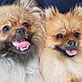 dog, pomeranian, fluffy, tongue_out, pet, cute, animal, canine, fur, close_up, happy, domestic_animal, mammal, face, companion, cute_pet, indoor, person_holding, friendly, adorable