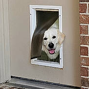 Snow is registered to the contest to win money with this photo: animal, brick_wall, canine, collar, dog, dog_door, door, door_frame, flap, fur, golden_retriever, happy, head, home, mouth_open, outdoor, pet, smiling, tongue_out, window