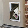 animal, brick_wall, canine, collar, dog, dog_door, door, door_frame, flap, fur, golden_retriever, happy, head, home, mouth_open, outdoor, pet, smiling, tongue_out, window