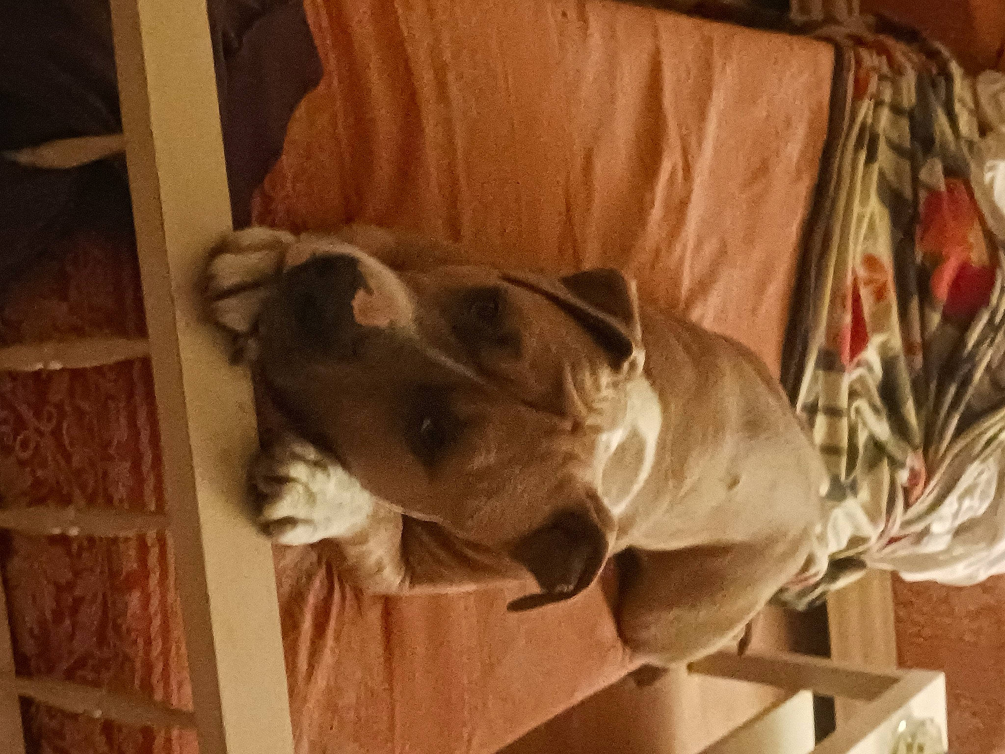 O'Blur participe au concours pour gagner de l'argent avec cette photo : art, canidae, carnivore, comfort, companion_dog, dog, dog_breed, fawn, felidae, fur, guard_dog, hardwood, linens, small_to_medium_sized_cats, snout, sporting_group, terrestrial_animal, wood, working_animal