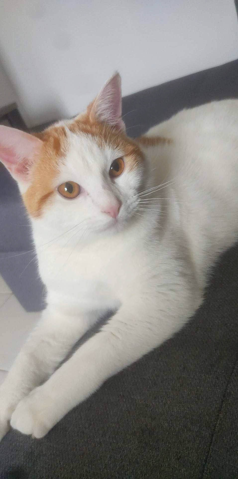 Osiris participe au concours pour gagner de l'argent avec cette photo : carnivore, cat, domestic_short_haired_cat, felidae, fur, small_to_medium_sized_cats, tail, terrestrial_animal, whiskers