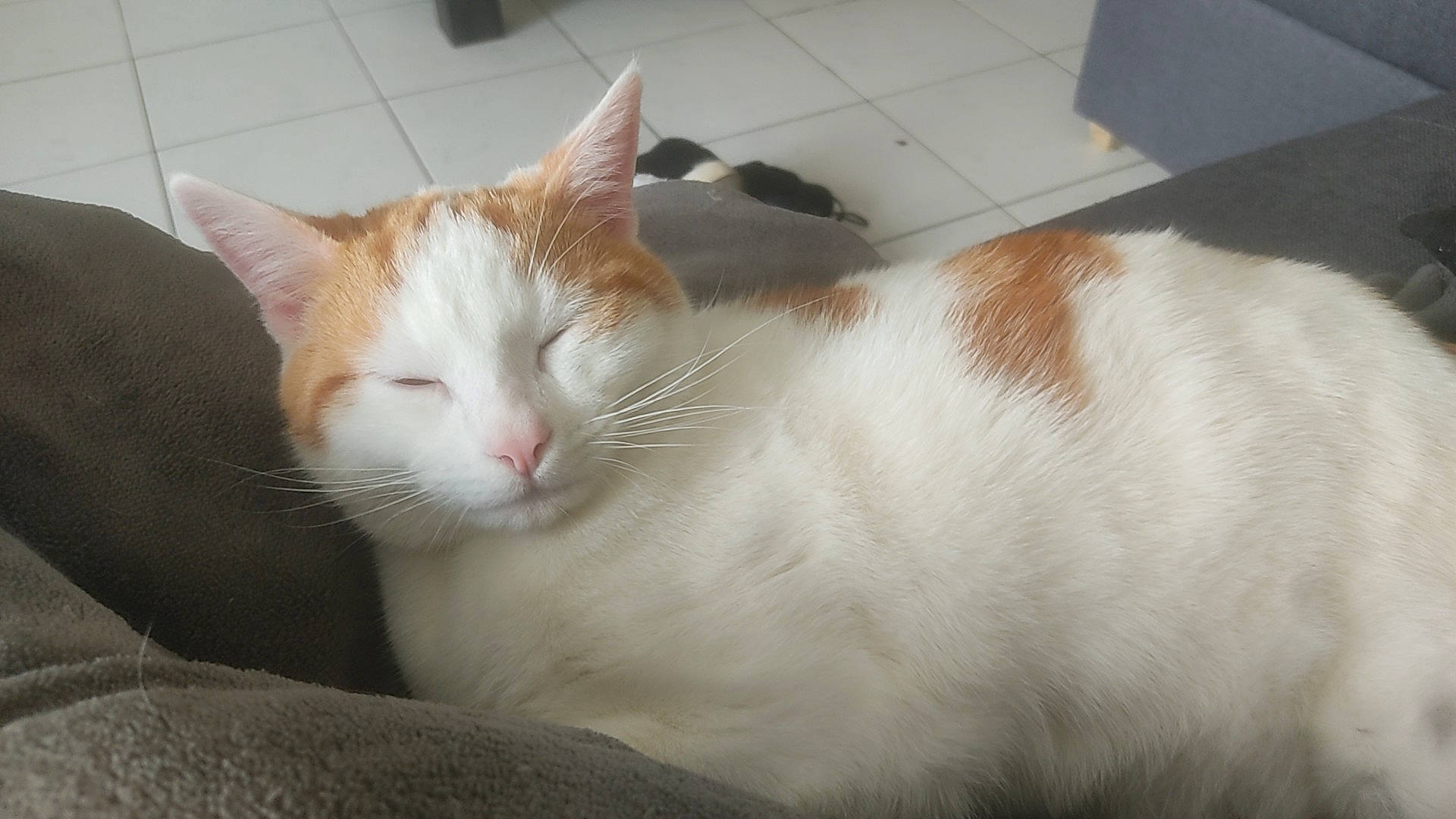 Osiris participe au concours pour gagner de l'argent avec cette photo : carnivore, cat, comfort, domestic_short_haired_cat, eye, felidae, flooring, fur, paw, small_to_medium_sized_cats, tail, terrestrial_animal, whiskers