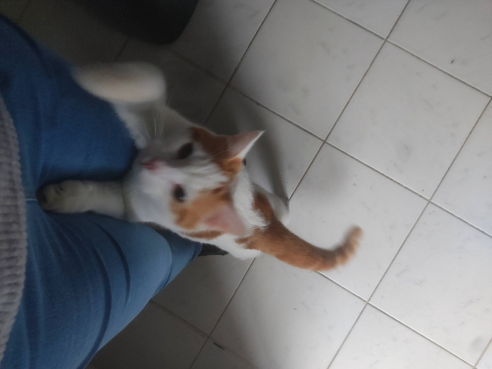 Osiris participe au concours pour gagner de l'argent avec cette photo : carnivore, comfort, companion_dog, dog, dog_breed, fawn, felidae, floor, flooring, fur, hardwood, human_leg, paw, small_to_medium_sized_cats, snout, sporting_group, tail, tile_flooring, whiskers, wood