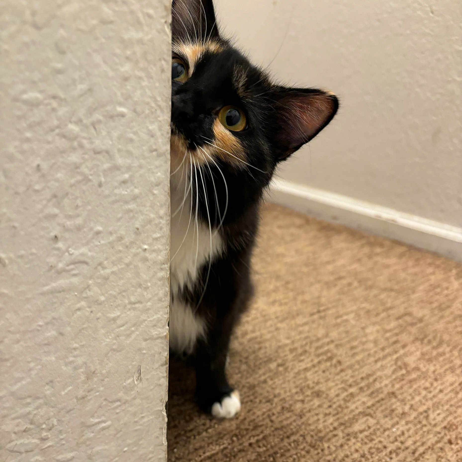 Miss Mila Kuteness joined the competition — help win amazing prizes! abyssinian, animal, blackcat, brasssection, cat, horn, kitten, manx, musicalinstrument, pet