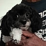 puppy, dog, black_and_white, fluffy, pet, cute, animal, hand, person, shirt, indoor, close_up, portrait, young_dog, furry, looking, adorable, companionship, domestic_animal, friendship
