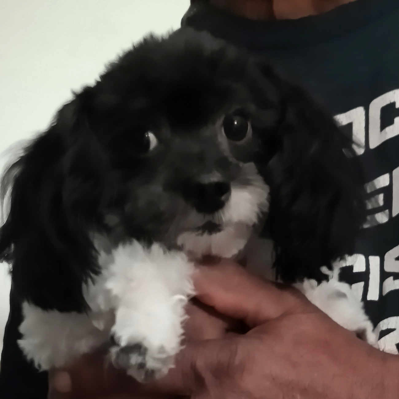 Gizmo
