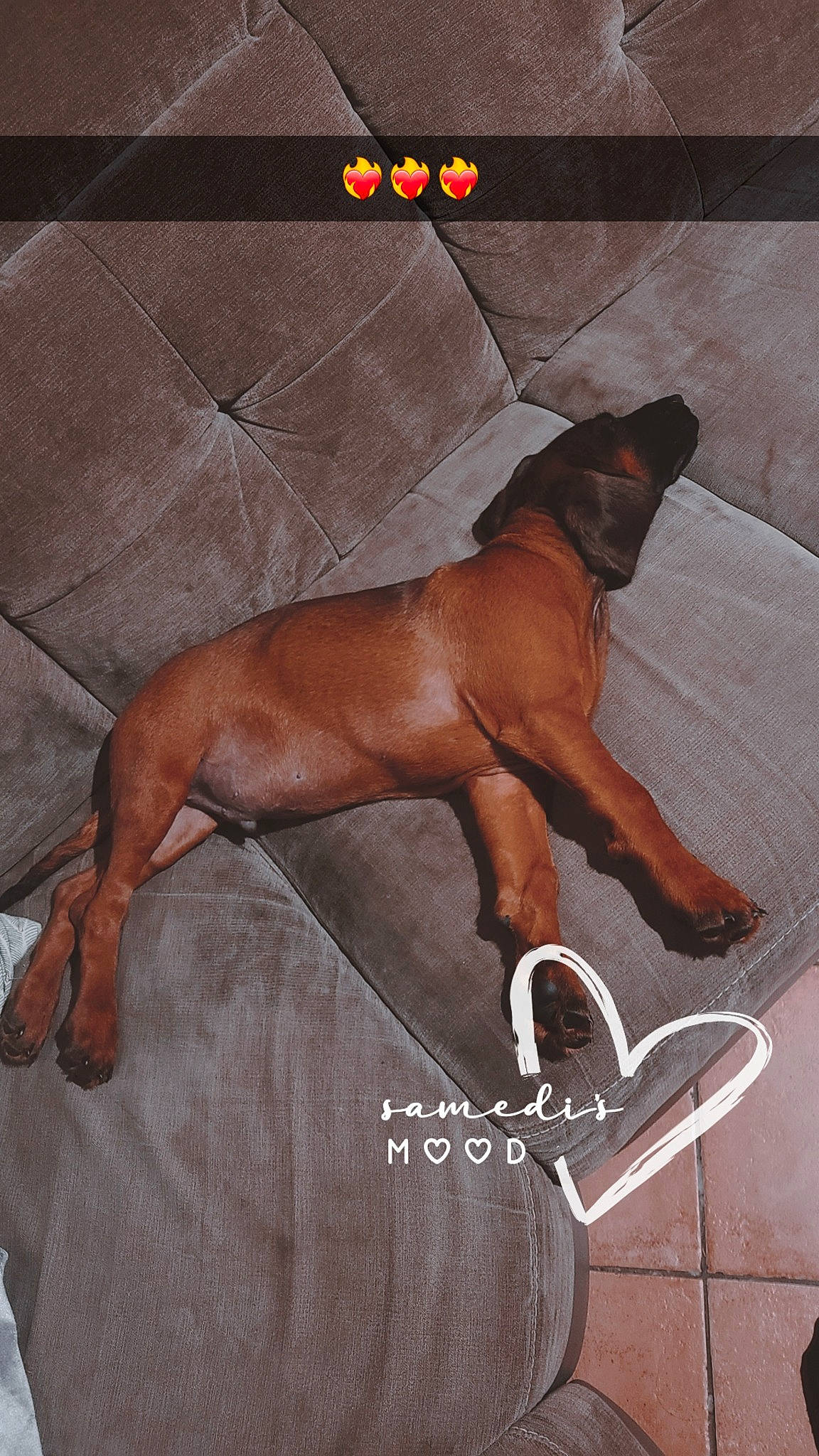 Uno participe au concours pour gagner de l'argent avec cette photo : art, barechested, canidae, carnivore, companion_dog, dog, dog_breed, fawn, fictional_character, guard_dog, illustration, liver, painting, photo_caption, sporting_group, tail, terrestrial_animal, thigh, wood, working_animal