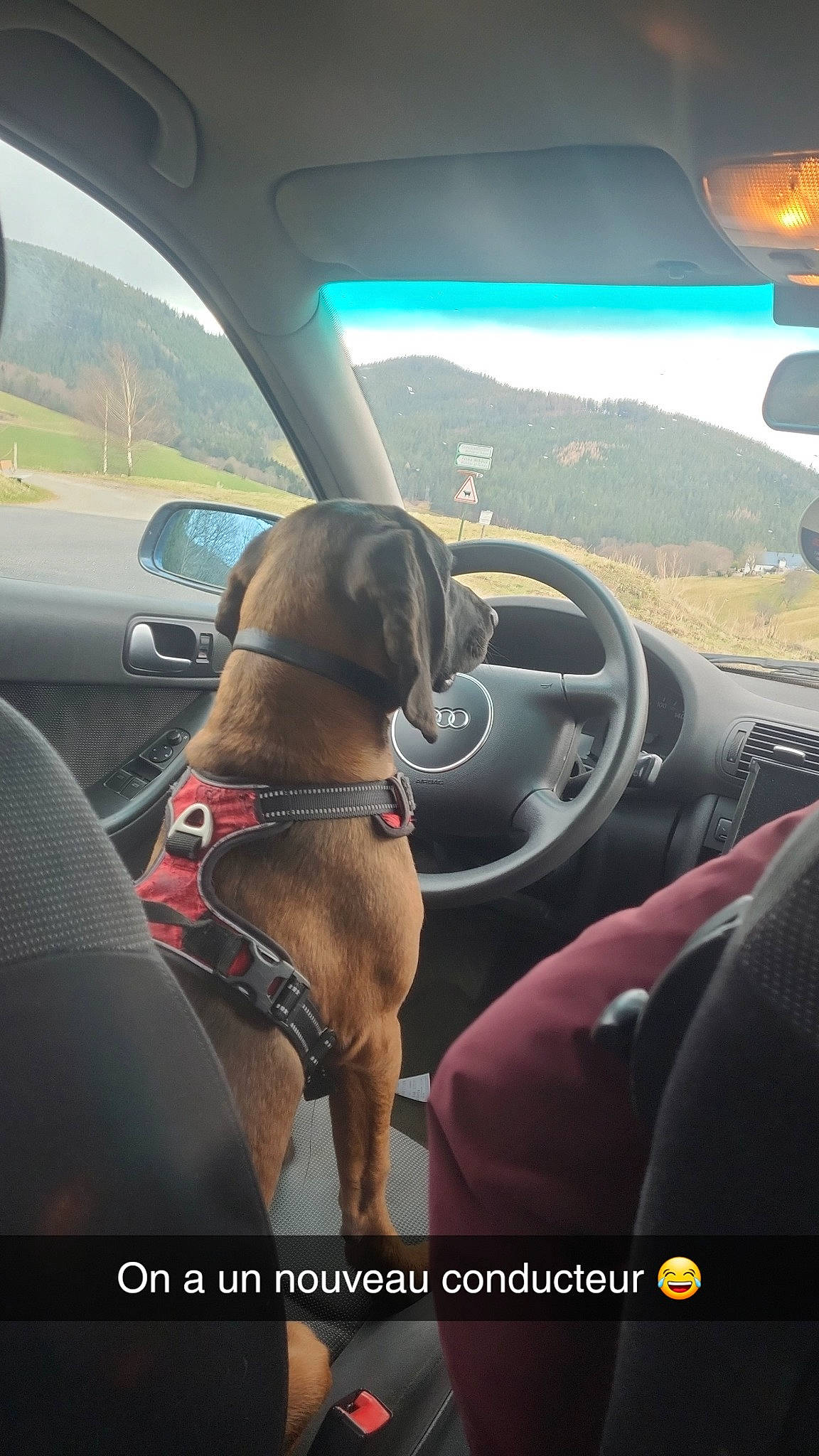 Uno a rejoint le concours — aidez-le/la à gagner de superbes lots ! auto_part, automotive_design, automotive_exterior, automotive_mirror, car, carnivore, companion_dog, dog, liver, mode_of_transport, motor_vehicle, personal_luxury_car, rear_view_mirror, sky, steering_part, steering_wheel, vehicle, vehicle_door, wheel, window