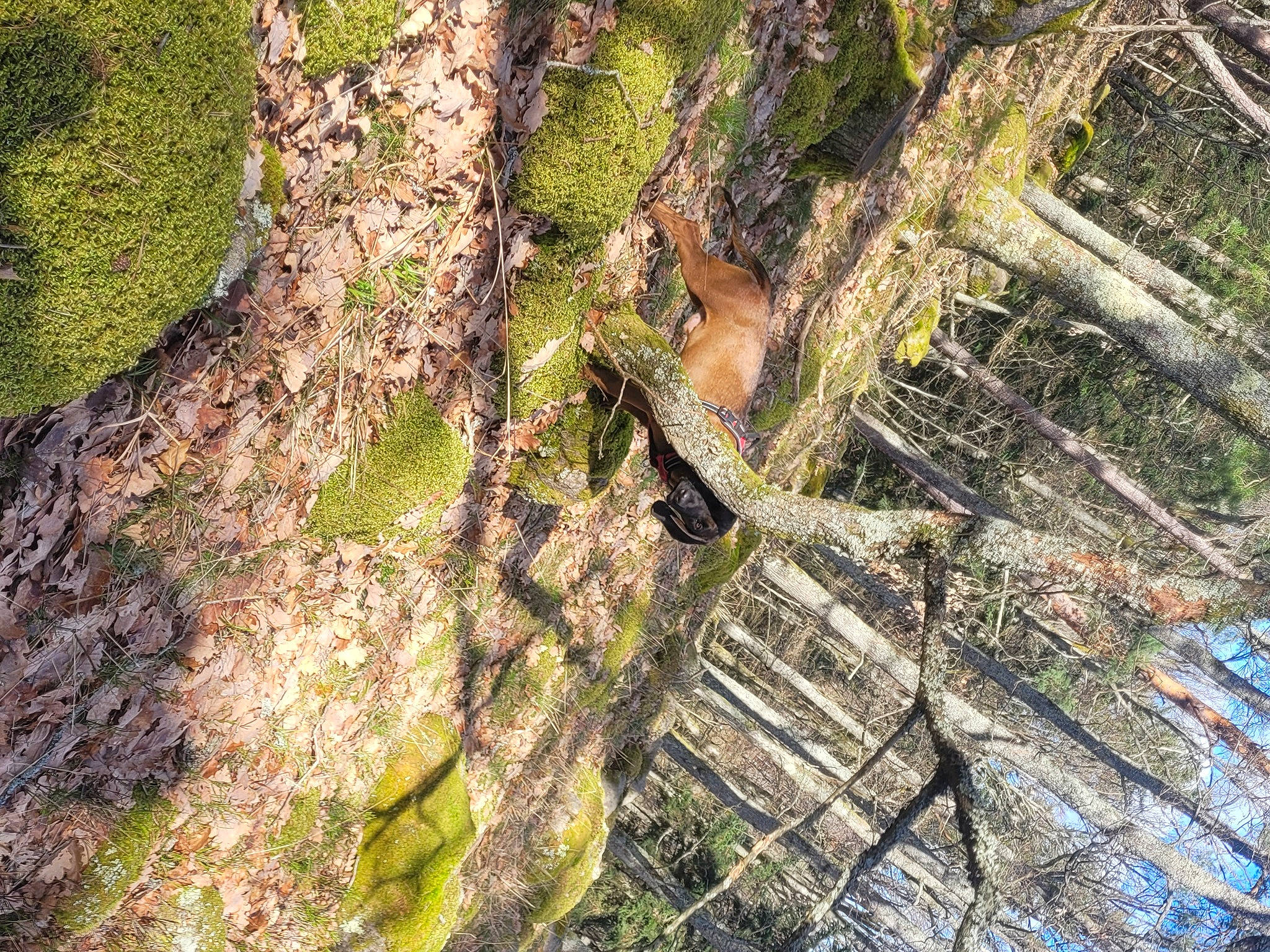 Uno participe au concours pour gagner de l'argent avec cette photo : bedrock, branch, forest, geological_phenomenon, grass, groundcover, landscape, leaf, natural_landscape, outcrop, plant, slope, terrestrial_plant, tree, trunk, twig, watercourse, wood, woodland, woody_plant