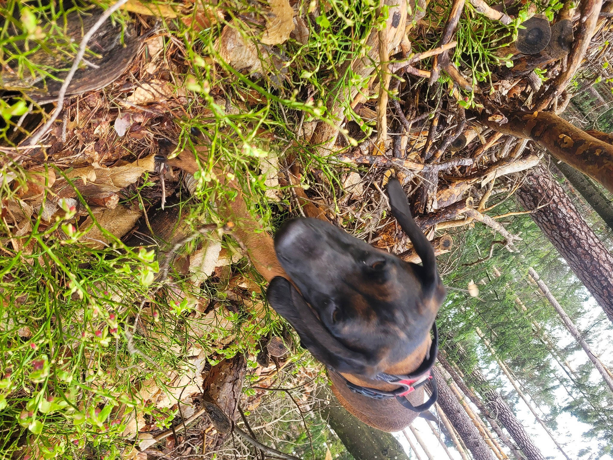 Uno a rejoint le concours — aidez-le/la à gagner de superbes lots ! canidae, carnivore, collar, dog, dog_breed, dog_collar, fawn, foot, grass, groundcover, liver, plant, snout, soil, sporting_group, tail, terrestrial_animal, tree, wood, working_animal