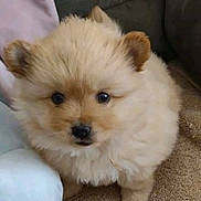 Precious joined the competition — help win amazing prizes! puppy, dog, fluffy, cute, pet, animal, indoor, carpet, couch, small, young, fur, ears, black_nose, eyes, adorable, companion, domestic, mammal, friendly