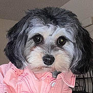 Ellie is registered to the contest to win money with this photo: dog, pet, animal, fur, cute, portrait, indoor, clothing, pink_shirt, face, black_nose, eyes, small_dog, furry, domestic_animal, adorable, friendly, canine, head, looking