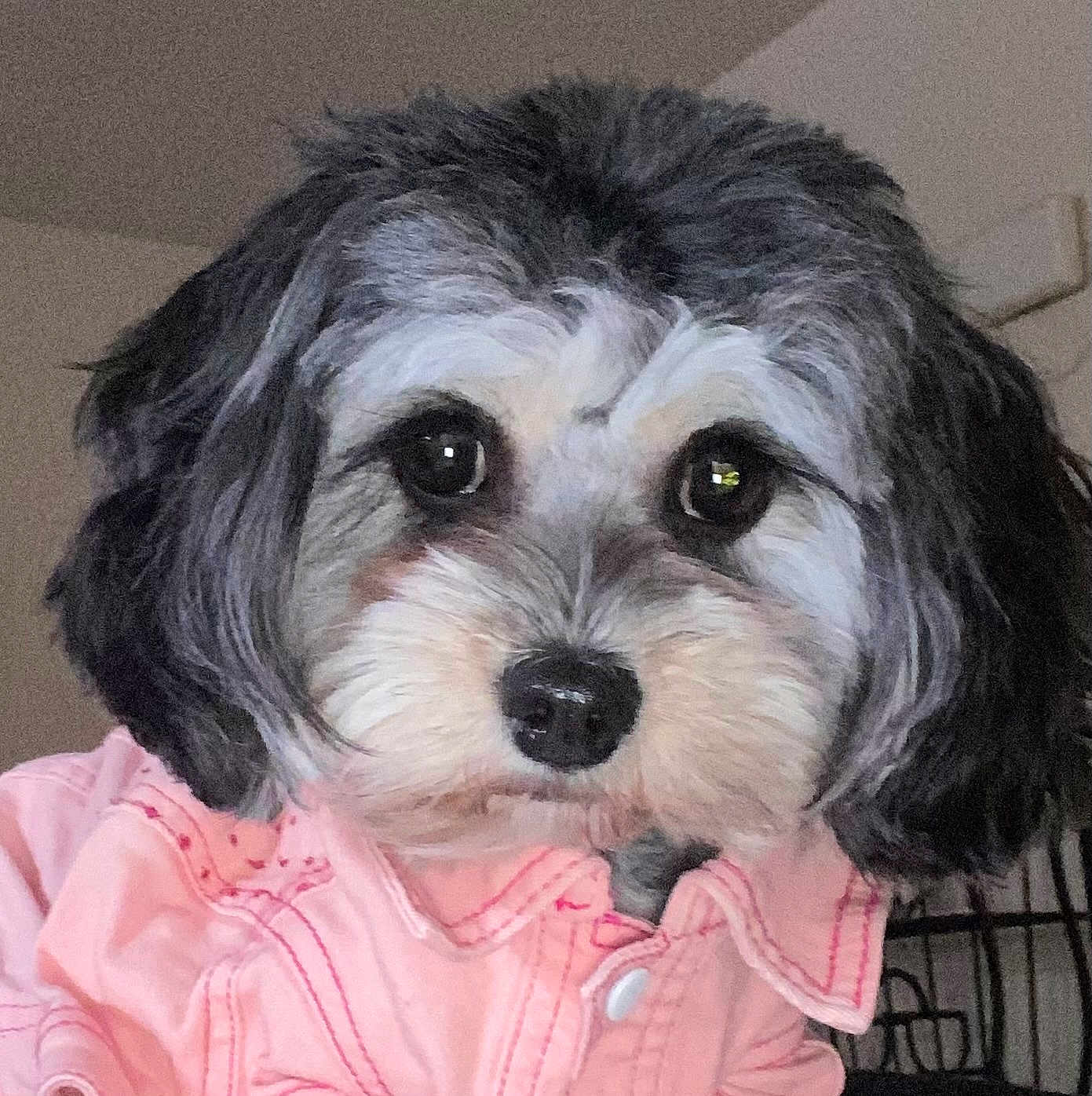 Ellie is registered to the contest to win money with this photo: dog, pet, animal, fur, cute, portrait, indoor, clothing, pink_shirt, face, black_nose, eyes, small_dog, furry, domestic_animal, adorable, friendly, canine, head, looking