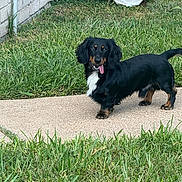 Bear joined the competition — help win amazing prizes! dog, dachshund, tongue_out, grass, outdoor, pet, black_fur, brown_fur, concrete_path, playful, cute, animal, canine, side_view, standing, ears, tail, fur, daylight, yard