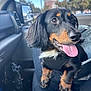 animal, black_and_tan, canine, car, closeup, companion, cute, dachshund, dog, domestic_animal, ears, fur, happy, leash, pet, portrait, seat, tongue_out, travel, vehicle_interior