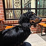 Bear joined the competition — help win amazing prizes! dog, dachshund, black_coat, tan_markings, pet, leash, sitting, lap, indoors, brick_wall, window, metal_pipes, industrial, bench, floor, calm, side_profile, fur, animal, companion
