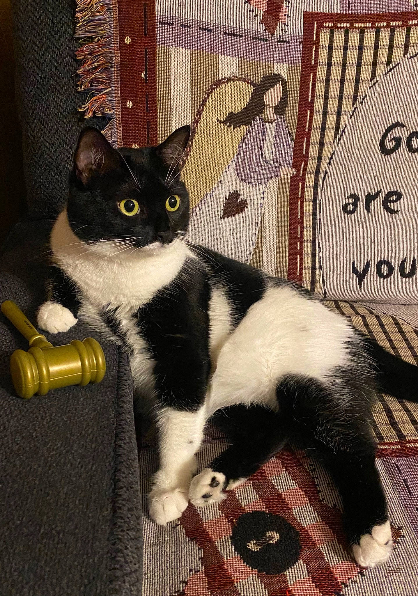 Sophie is registered to the contest to win money with this photo: carnivore, cat, cat_supply, comfort, domestic_short_haired_cat, felidae, formal_wear, fur, pattern, pet_supply, sitting, small_to_medium_sized_cats, tail, terrestrial_animal, whiskers