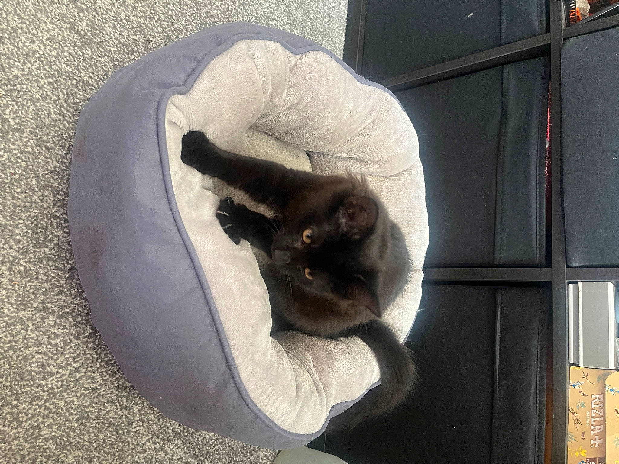 Sasha The Slayer joined the competition — help win amazing prizes! carnivore, cat, cat_supply, comfort, domestic_short_haired_cat, felidae, fur, gas, musical_instrument, nap, small_to_medium_sized_cats, tail, whiskers, wood