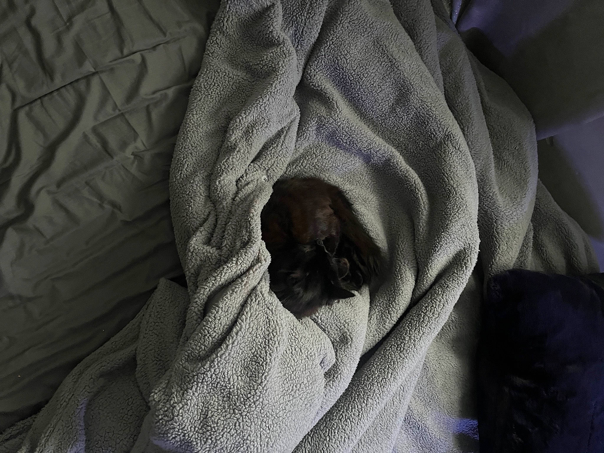 Sasha The Slayer joined the competition — help win amazing prizes! blanket, carnivore, comfort, darkness, dog, fur, grey, linens, monochrome, monochrome_photography, pattern, polar_fleece, room, sleeve, textile, tints_and_shades, wood, wrinkle